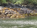 Sitka-Eagle on Rock
